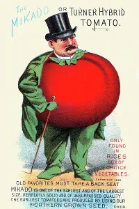 The Mikado Or The Turner Hybrid Tomato