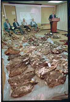 Lakewood Prints: Mike Norton Speaking at Press Conference Amongst Wildlife Carcasses