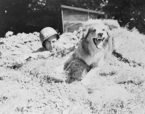Normandy Prints: Military Dog Guarding Restricted Area
