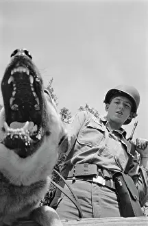 Huty25823 Prints: US Military German Shepherd Sentry Training