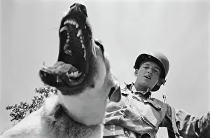 Huty25823 Prints: US Military German Shepherd Sentry Training