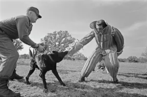 Huty25823 Prints: US Military German Shepherd Sentry Training