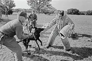 US Military German Shepherd Sentry Training