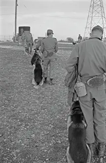 Huty25823 Prints: US Military German Shepherd Sentry Training