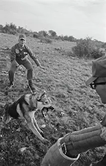 Huty25823 Prints: US Military German Shepherd Sentry Training