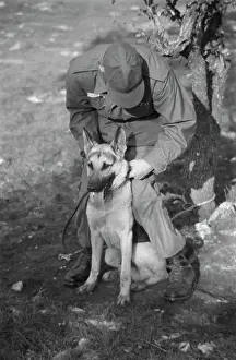 Huty25823 Prints: US Military German Shepherd Sentry Training