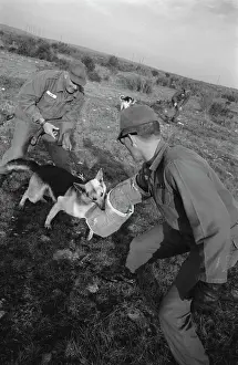 Huty25823 Prints: US Military German Shepherd Sentry Training