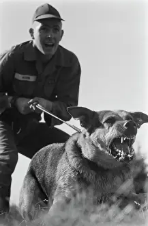 Huty25823 Prints: US Military German Shepherd Sentry Training