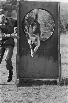 Huty25823 Prints: US Military German Shepherd Sentry Training