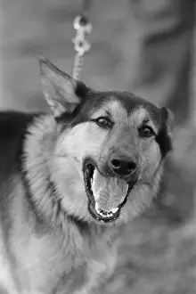 Huty25823 Prints: US Military German Shepherd Sentry Training