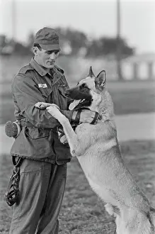 Huty25823 Prints: US Military German Shepherd Sentry Training