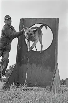 Huty25823 Prints: US Military German Shepherd Sentry Training