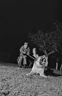 Huty25823 Prints: US Military German Shepherd Sentry Training