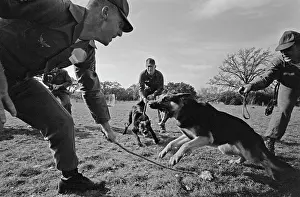 Huty25823 Prints: US Military German Shepherd Sentry Training