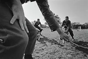 Huty25823 Prints: US Military German Shepherd Sentry Training