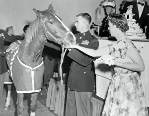 Military Horse Eating Cake