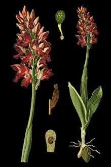 military orchid