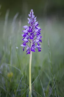 Images Dated 3rd May 2012: Military orchid -Orchis militaris-, protected species, wild orchid, Baden-Wuettemberg, Germany