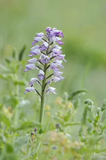 Images Dated 15th May 2011: Military Orchid -Orchis militaris-
