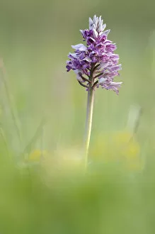 Images Dated 5th May 2011: Military Orchid -Orchis militaris-, Leutratal, Jena, Thuringia, Germany, Europe