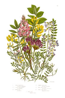 Images Dated 20th July 2015: Milk Vetch and Vetch, Vicia, Victorian Botanical Illustration, Circa 1846