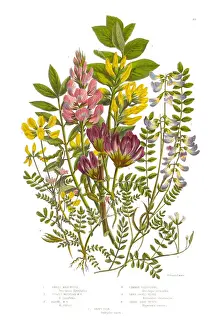 Image Created 1850 1859 Prints: Milk Vetch and Vetch, Vicia, Victorian Botanical Illustration, Circa 1846