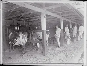 Dairy Cow Prints: Milking Cows