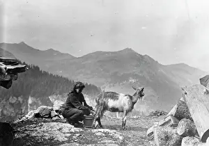 MILKING GOATS IN SWITZERLAND