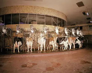 Dairy Cow Prints: Milking Machine