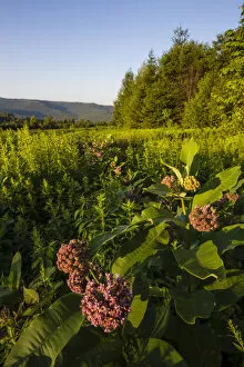 Milkweed blooms in field on edge of Green Mountains in Duxbury, Vermont, USA