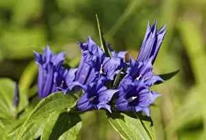 Gentiana Prints: Milkweed Gentian -Gentiana asclepiadea