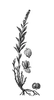 Milkwort or Snakeroot (Polygala Senega)