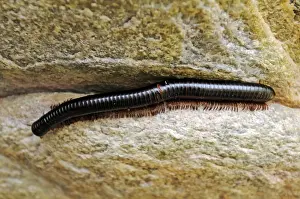 Topviews Prints: Millipede (Myriapoda), Botswana, Africa