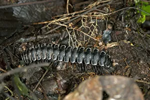 Millipede -Polydesmida-, Ecuador, Tiputini rain forest, Yasuni National Park, Ecuador, South America