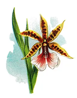 Miltonia Orchid (miltonia binoti)