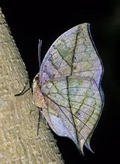 Prints of MIMICRY of a Dead Leaf, DEAD LEAF BUTTERFLY (Kallima inachus). The Dead Leaf Butterfly is one of the most remarkable leaf Mimics Colourful Butterflies Prints: MIMICRY of a Dead Leaf, DEAD LEAF BUTTERFLY (Kallima inachus. )