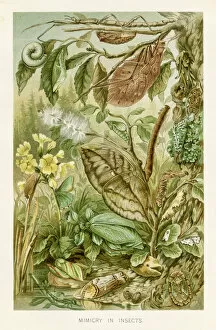 Images Dated 29th October 2018: Mimicry of insects chromolithograph 1896