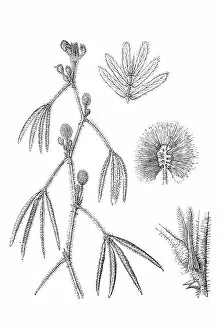 Images Dated 29th December 2015: Mimosa pudica