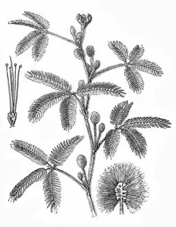 Fragility Gallery: Mimosa pudica (sensitive plant, sleepy plant)