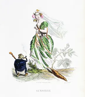 Grandville Prints: Mimosa pudica sensitive plant - Stunning Hand-colored plate from 'Les Fleurs Animees by J
