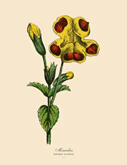 Mimulus or Monkeyflower Plants, Victorian Botanical Illustration