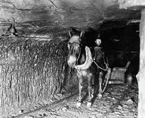 Coal Prints: Miner In Mineshaft With Mule Cart