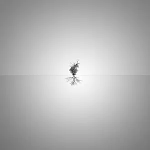 Images Dated 5th October 2015: Minimalism tree reflection