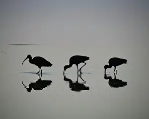 Lakes Prints: Minimalist shot of 3 spectacled sickles (Plegadis chihi) at Lake Laguna Navarro