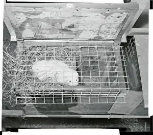 A Mink Sitting in a Cage