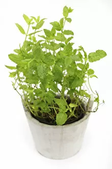 Images Dated 18th May 2009: Mint -Mentha-, herb, medicinal plant