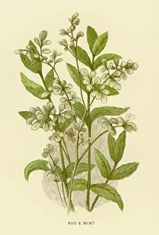 Images Dated 25th July 2016: Mint and Rue illustration 1851