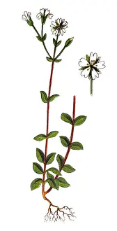 Minuartia, alsine trivialis
