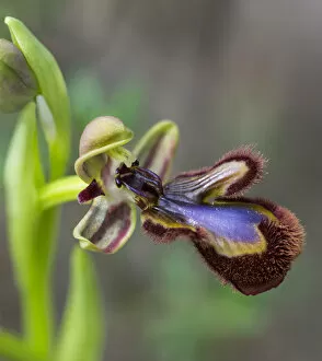 Images Dated 22nd April 2013: Mirror Orchid -Ophrys speculum-, Andalusia, Spain