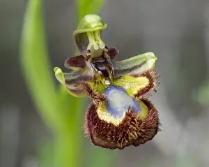 Mirror Orchid -Ophrys speculum-, Andalusia, Spain